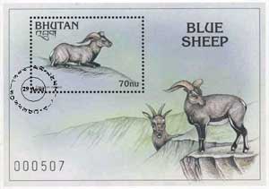 Bhutanese Blue Sheep